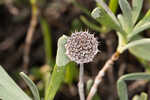 Bushy seaside tansy